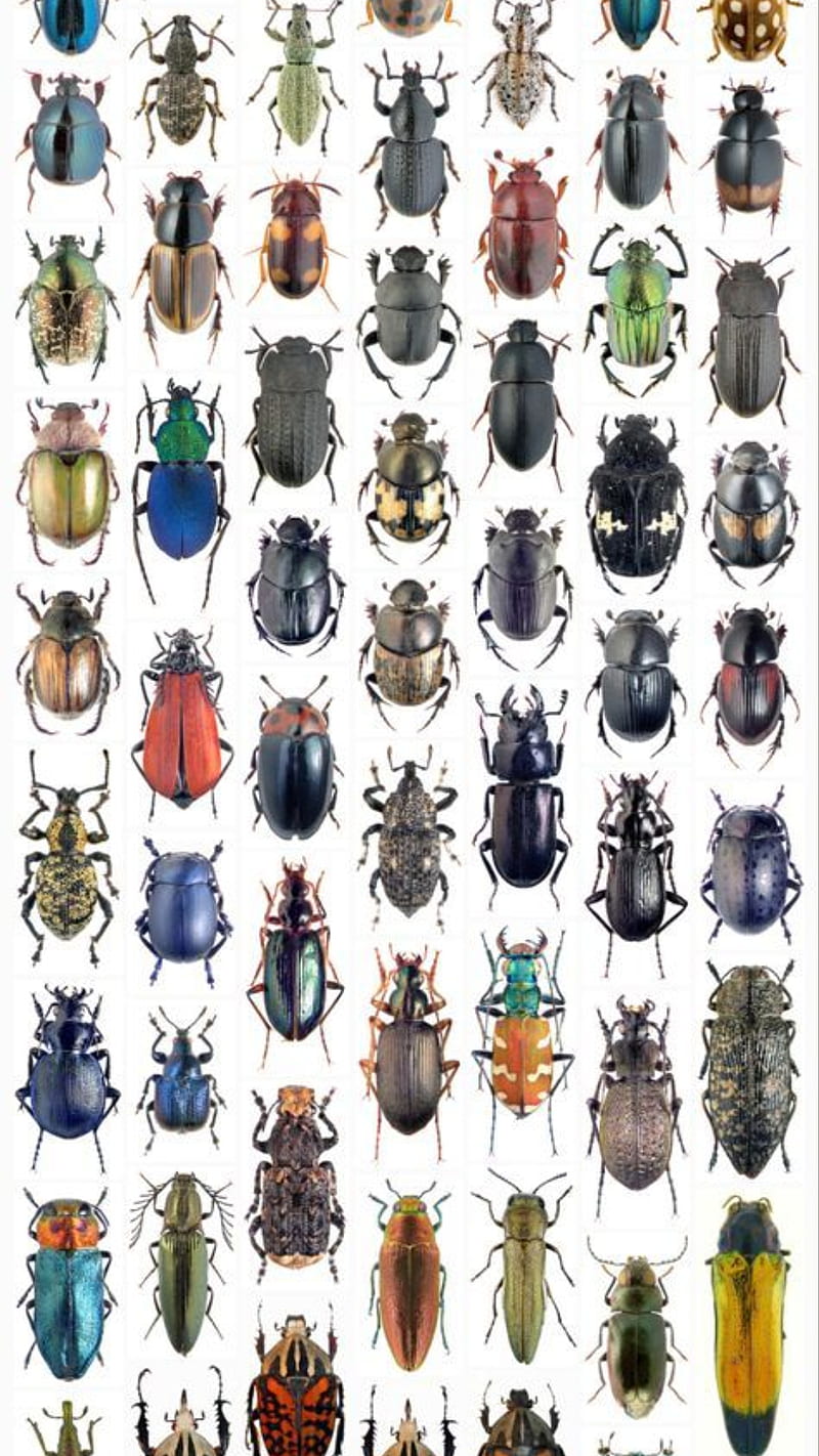 Cute Insects Fabric, Wallpaper and Home Decor | Spoonflower
