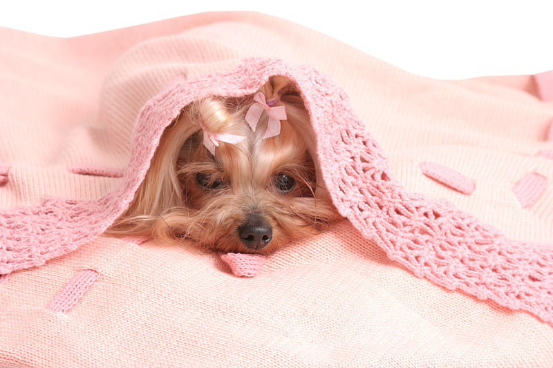 Comfort for a little princess , little, bonito, blanket, soft pink, small, cotton, sweetheart, sweet, love, animals, dog, puppy, lovely, comfort, cute, tiny, girl, warmth, lady, princess, HD wallpaper