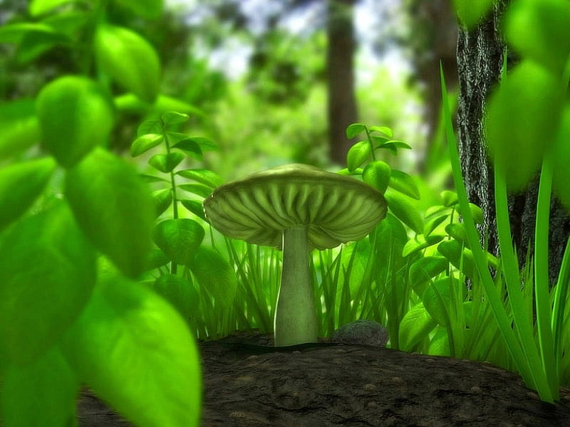 mushroom, iam, HD wallpaper