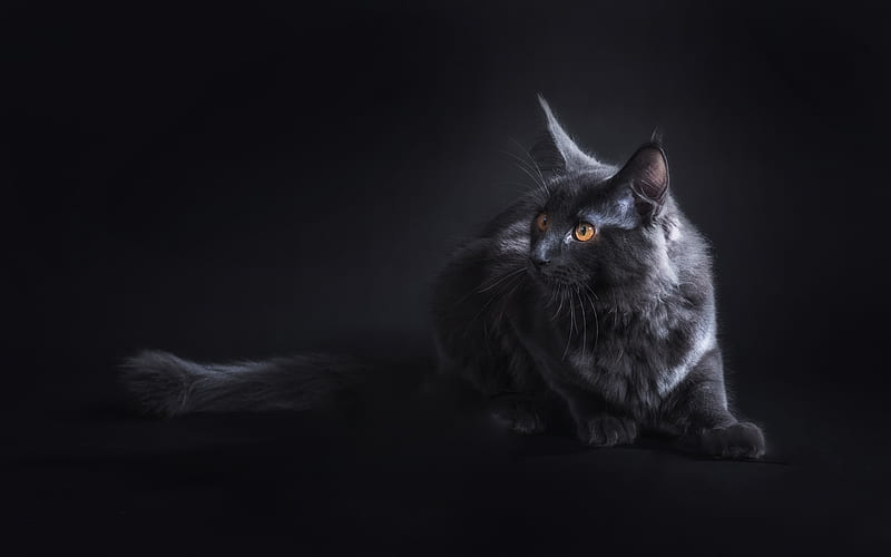 Maine Coon Cat pets, gray cat, cute animals, cats, domestic cat, Maine Coon, HD wallpaper