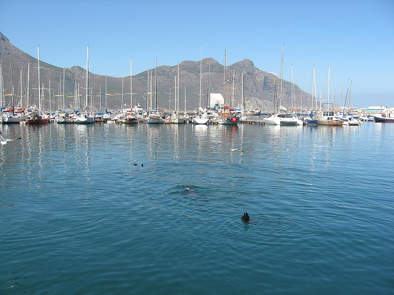 Houtbay harbour South Africa, boats, harbour, south africa, sea, HD wallpaper