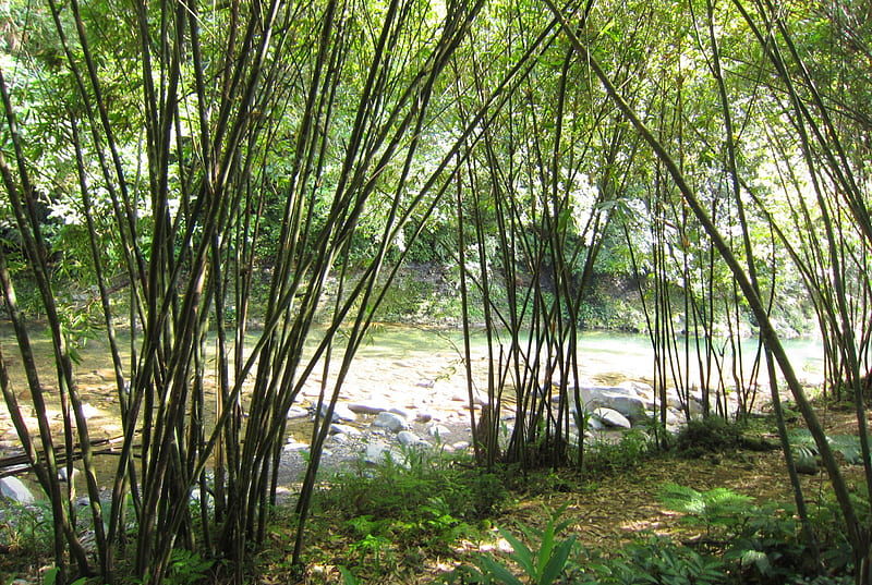 Bamboo path, rocks, grasses, path, bamboo, valleys, HD wallpaper | Peakpx