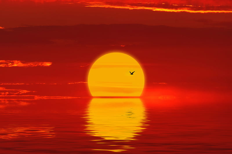 sun, sunset, silhouette, bird, red, HD wallpaper