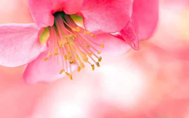Pink Begonia Macro 2019 Nature Flower, HD wallpaper