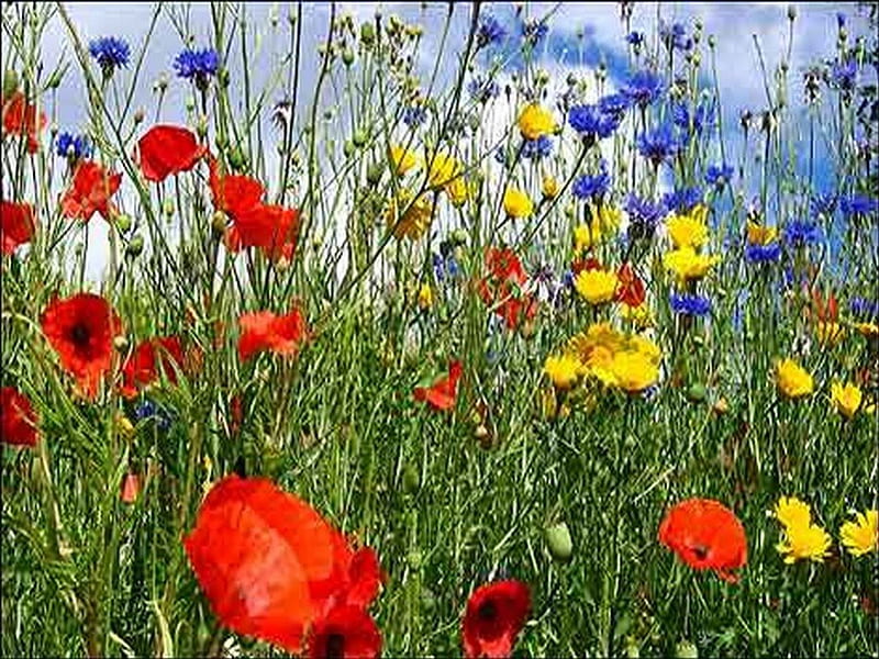 summer field, poppy, colorful, wild, summer, flowers, field, HD wallpaper