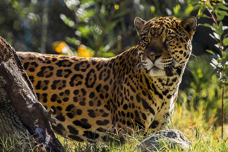 Jaguar The Big Cat, jaguar, animals, HD wallpaper