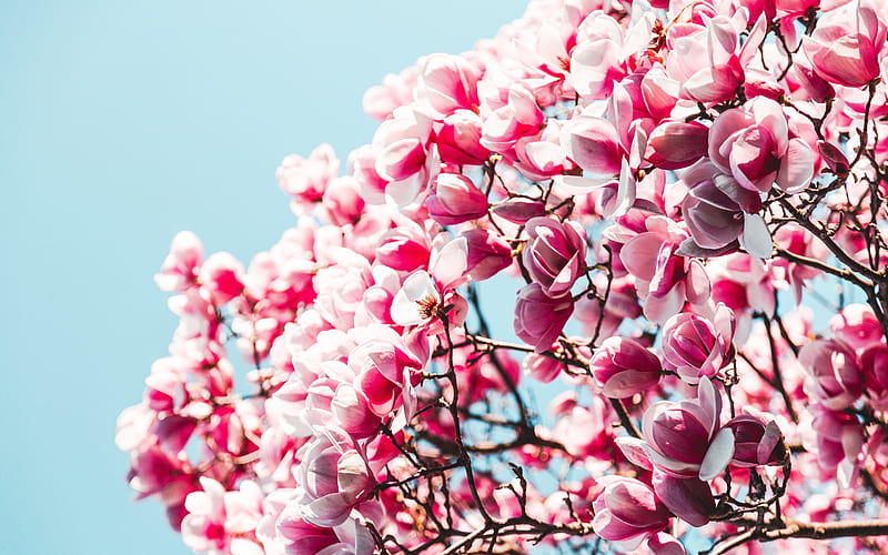 Sakura, cherry blossom, Japanese garden, spring flowers, blue sky, HD wallpaper