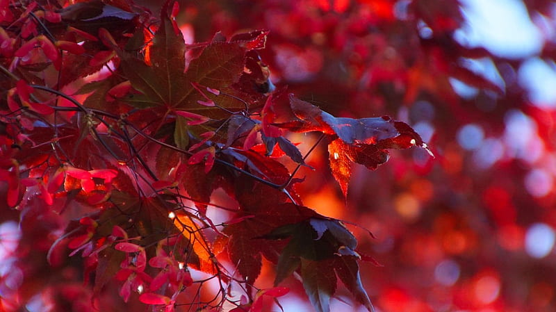 Red Autumn Leaves, Autumn, album, all things red, Grafic Werkstatt, leaves, season, HD wallpaper