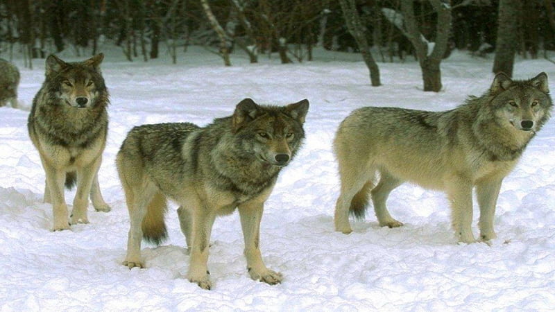 Three wolf brothers in the Snow, Snow, Wolf, Three, Brothers, HD wallpaper