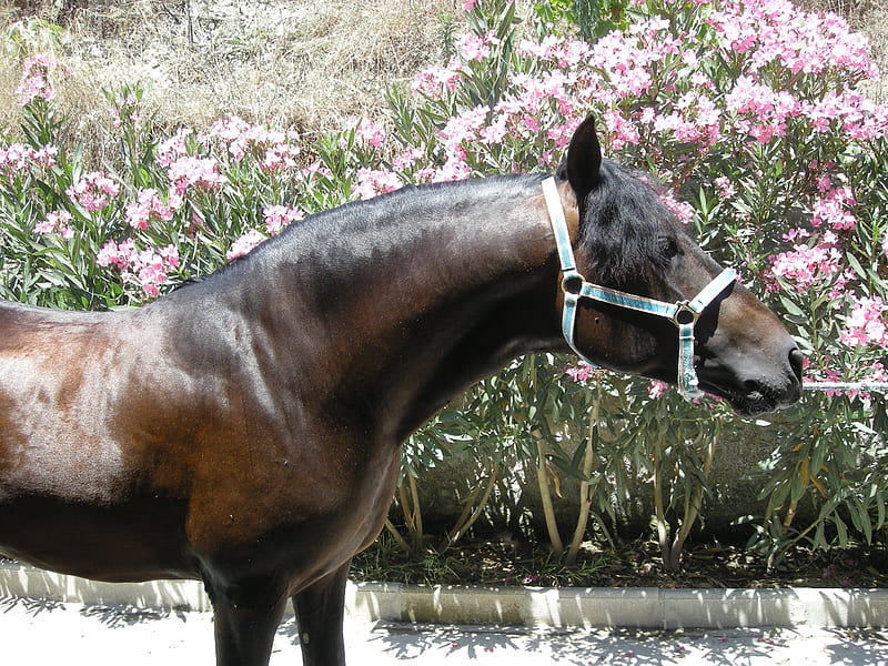 Among Flowers, flowers, andalusian, bay, horses, spanish, HD wallpaper