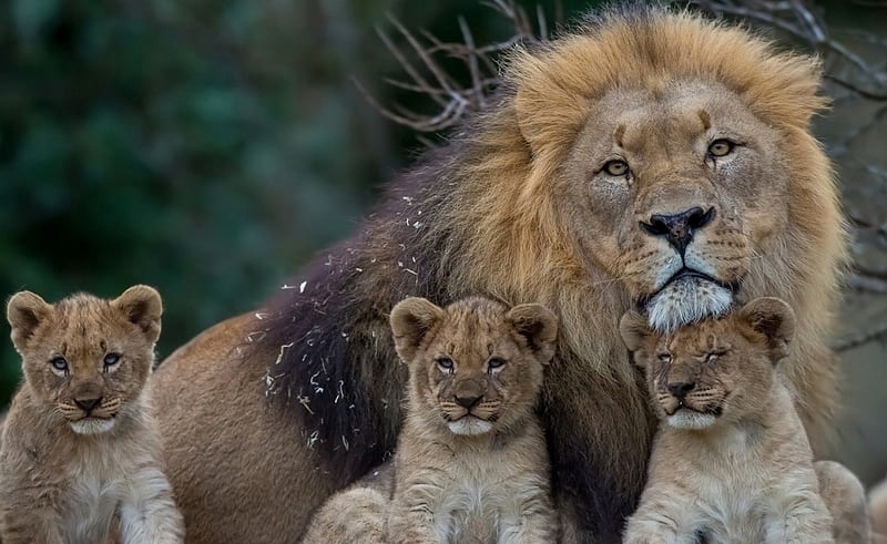 The family of lions, small animals, cats, Dad, HD wallpaper