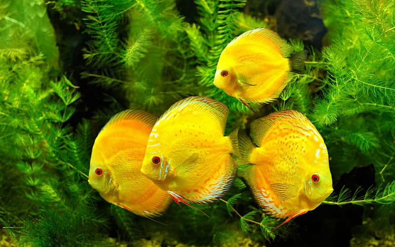 Underwater Fishes, yellow, underwater, nature, fishes, HD wallpaper