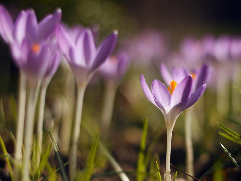 Violet crocuses, crocuses, grass, flower, nature, spring, violet, HD ...