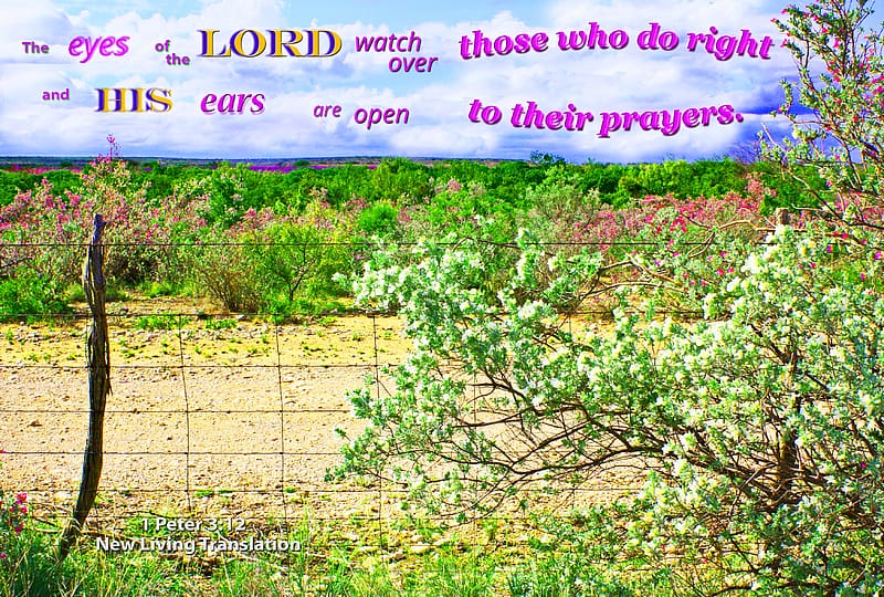 The Eyes of the Lord, Bible, fence, ranchland, roadway, bushes, flowers, HD wallpaper
