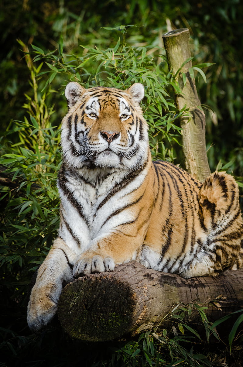 siberian tiger, tiger, big cat, lies, wildlife, HD phone wallpaper