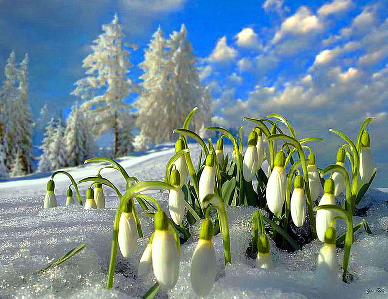 Hinting at spring, green, early spring, snow, flowers, white, trees, clouds, HD wallpaper