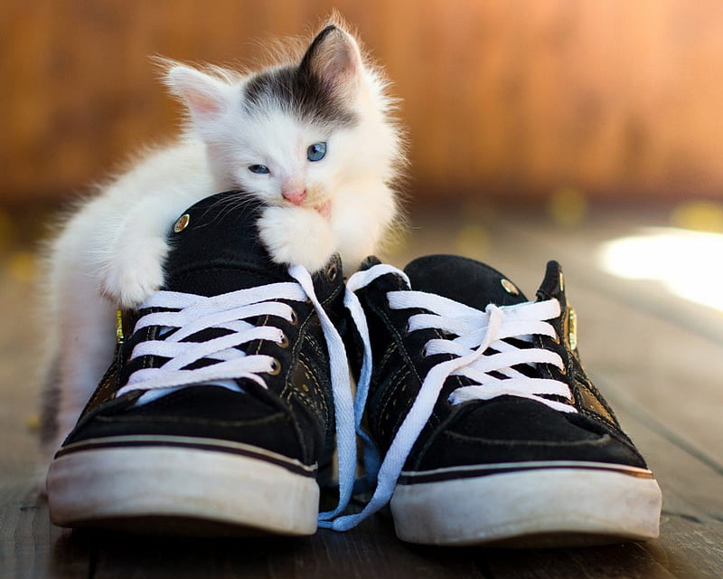 Troubles, cute, black, funny, white, cat, kitten, shoes, HD wallpaper