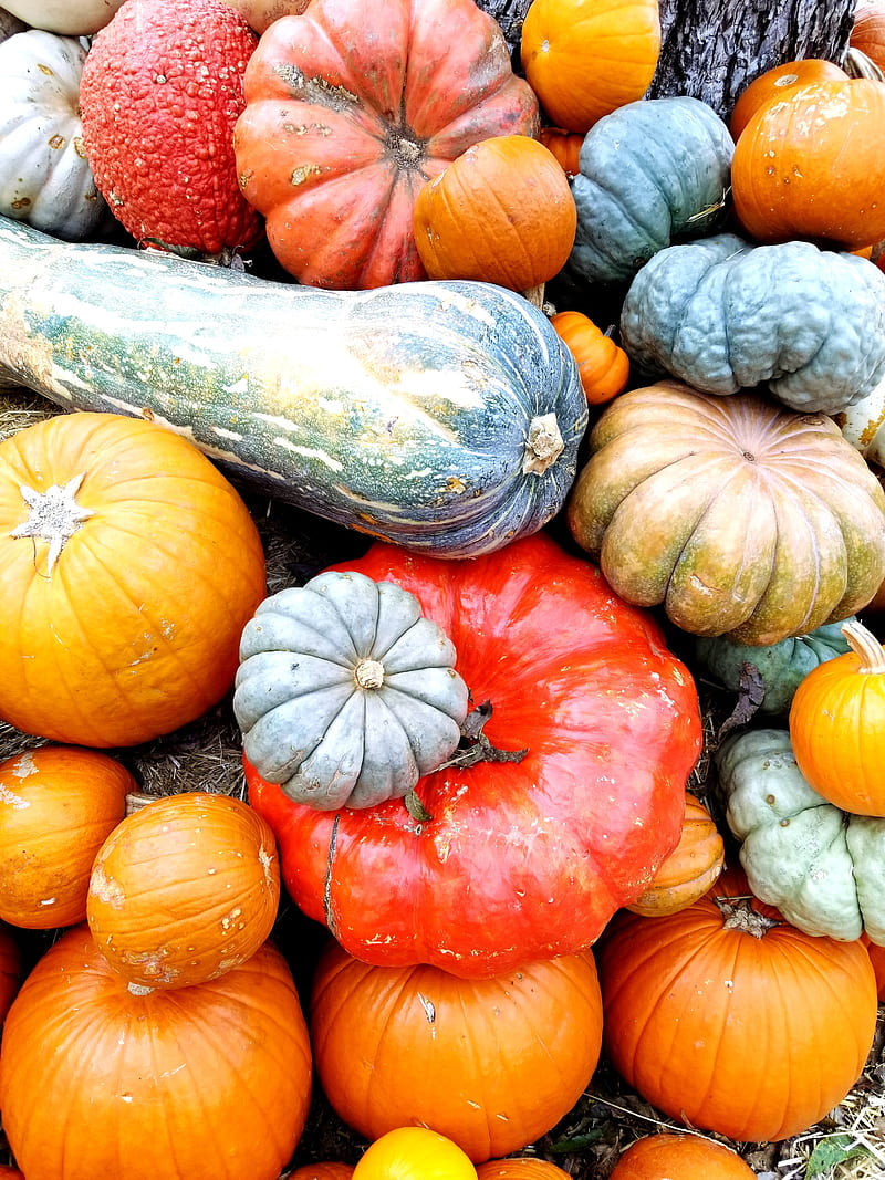Pumpkin, fall, squash, HD phone wallpaper
