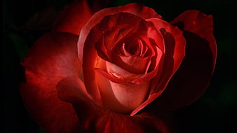 Rose, one, red, love, HD wallpaper | Peakpx