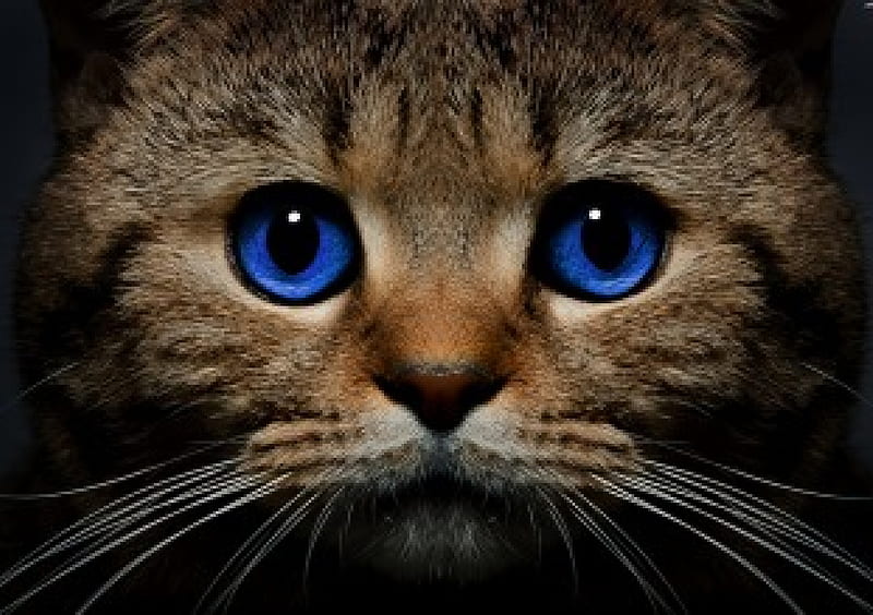 Look, feline, kittenm, eye, cat, animal, HD wallpaper