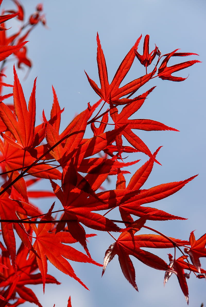 maple, leaves, branch, red, sky, HD phone wallpaper