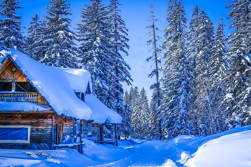 Winter Wonderland, forest, house, trees, snow, HD wallpaper
