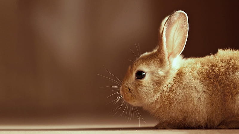 Rabbit, bunny, hare, animl, HD wallpaper | Peakpx