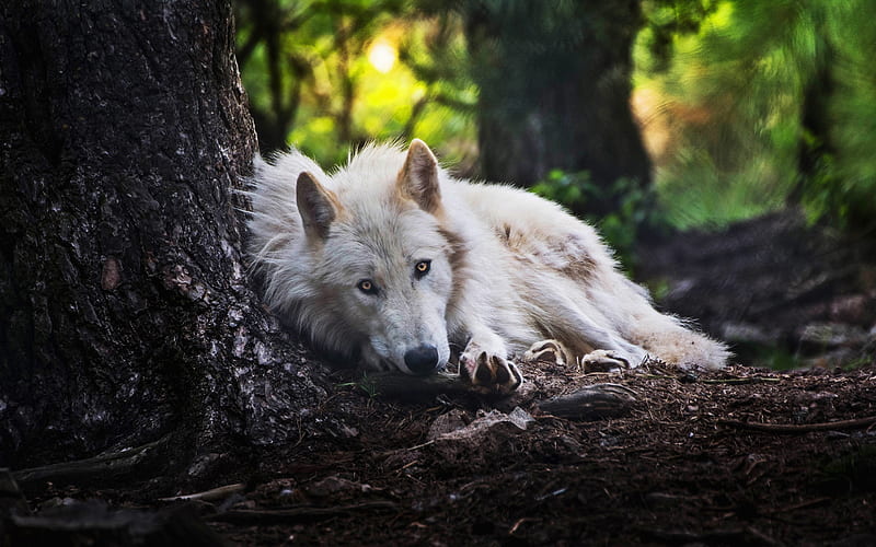 white wolf, forest, summer, predators, wildlife, wolf, Canis lupus arctos, HD wallpaper