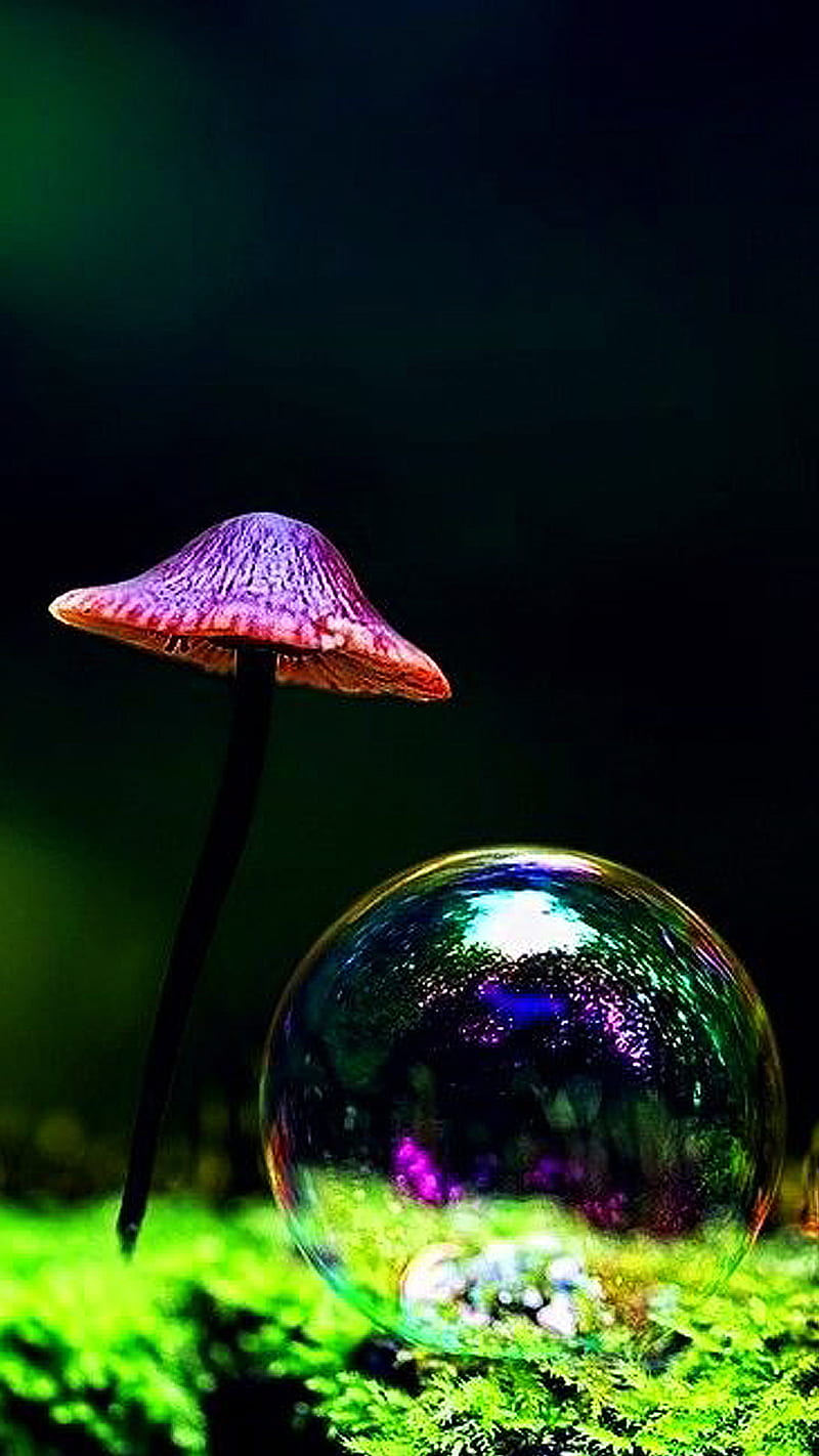 Bubble, green, mushroom, purple, HD phone wallpaper
