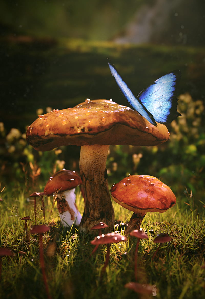 mushrooms, butterfly, dew, wet, grass, HD phone wallpaper