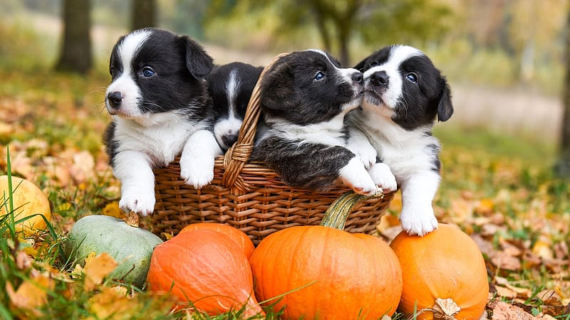 Border Collie puppies, dog, white, black, cute, orange, basket, halloween, puppy, border collie, pumpkin, autumn, toamna, caine, HD wallpaper