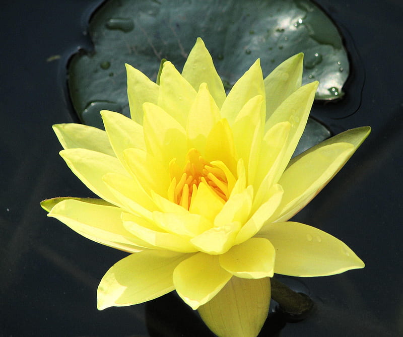 Water Lily, flower, nature, yellow, HD wallpaper