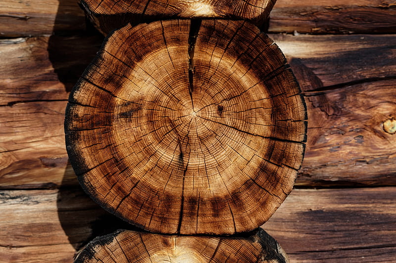 brown tree log, HD wallpaper