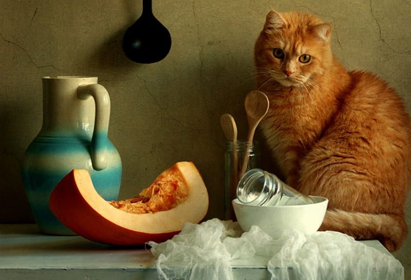 Variety, table, orange tabby, pitcher, cat, white cloth, still life, feline, spoons, bolw, HD wallpaper