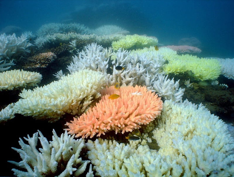 Corals, habitats, ocean, ecosystems, sea, water, polyps, bleaching of corals, nature, salt, Great Barrier Reef, HD wallpaper