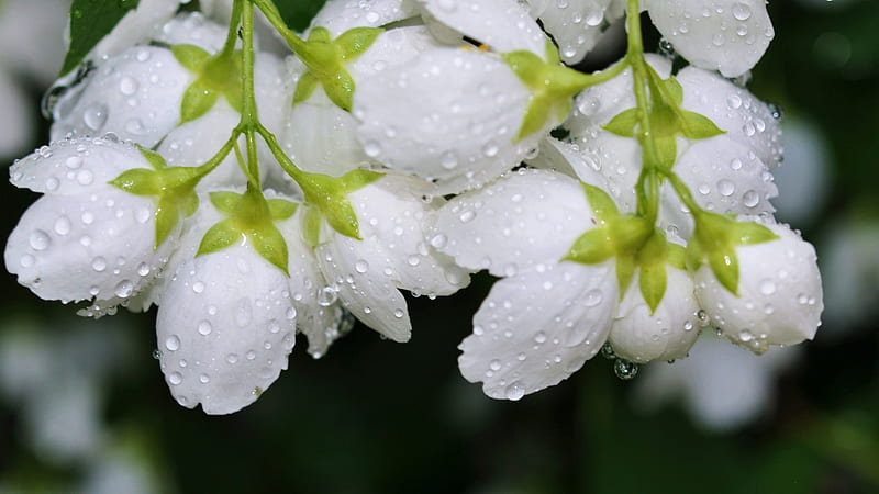 White Spring Flowers With Water Drops Spring, HD wallpaper