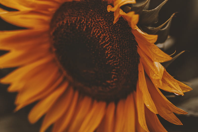 Close-up of Sunflower in Bloom, HD wallpaper