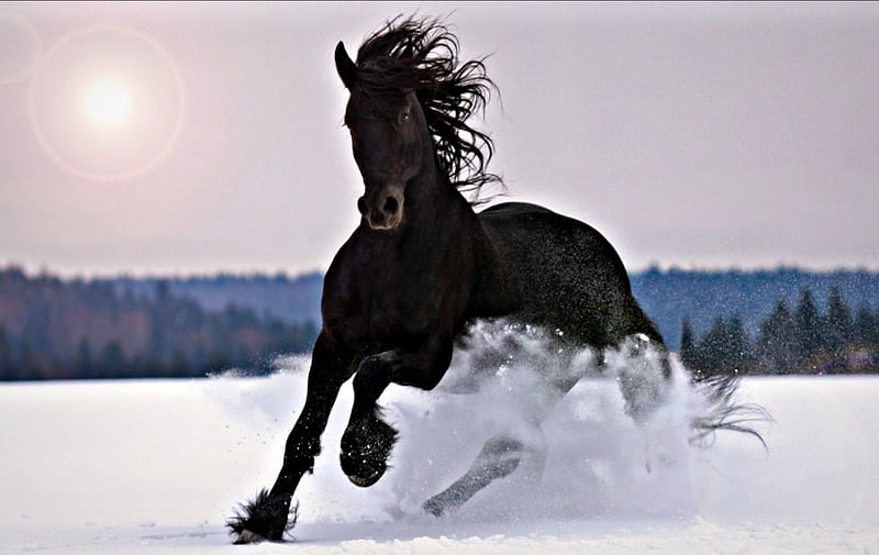Black stallion, stallion, snow, black, white, horse, run, animal, winter, HD wallpaper