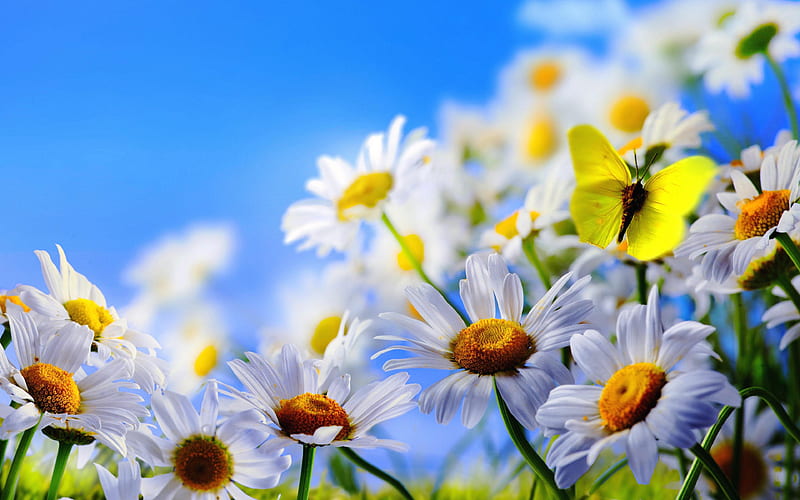 Pretty daisies & a butterfly, white, many, pretty, yellow sky, moth, graphy, butterfly, flowers, nature, field, blue, HD wallpaper