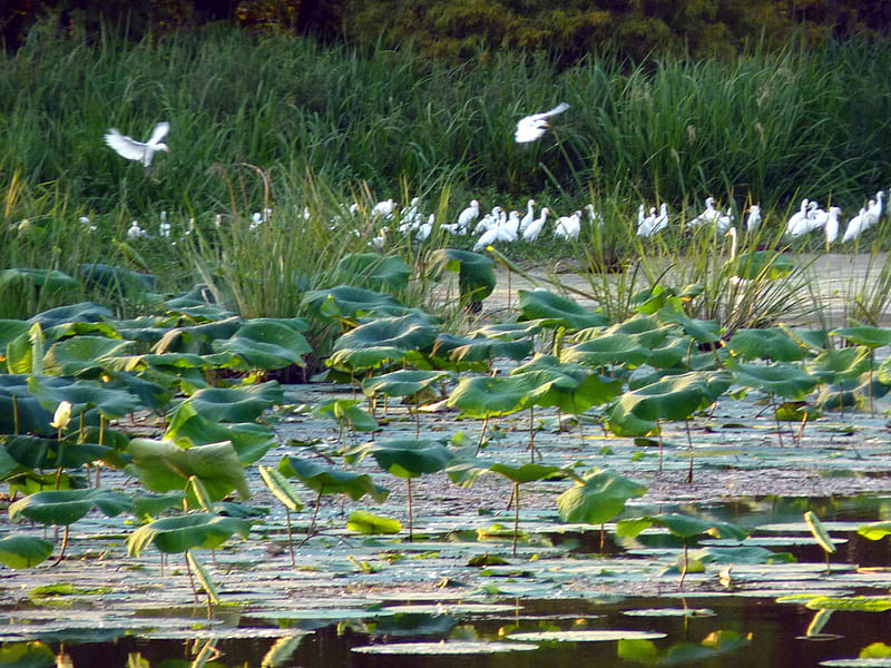 Coming in for a landing, lily pads, flying, birds, egrets, swamp, lake, HD wallpaper