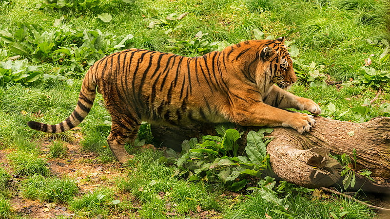 Tiger Is Standing On Tree Trunk Around Green Grass Animals, HD wallpaper