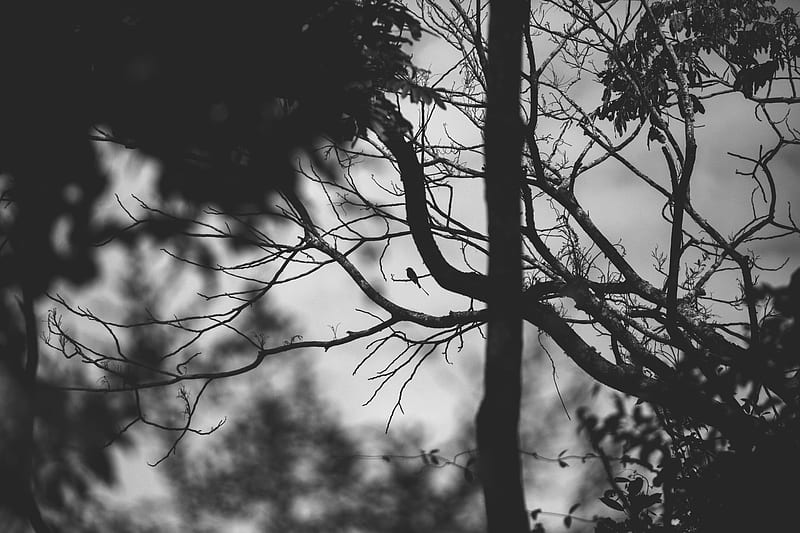 Grayscale graphy of Bare Tree, HD wallpaper