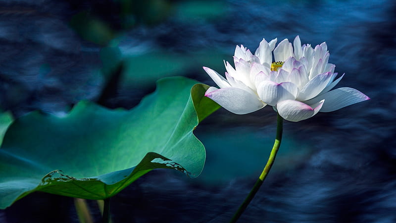White lotus, vara, lotus, green, summer, flower, white, blue, leaf, HD wallpaper