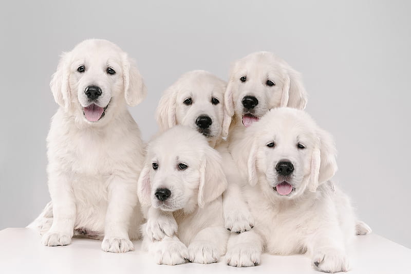 Dogs, Golden Retriever, Dog, Puppy, Baby Animal, Pet, HD wallpaper