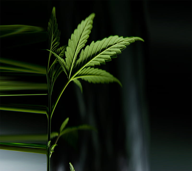 Marihuana, leaves, verdes, HD wallpaper