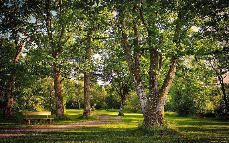 Bench in Park, path, beanch, park, trees, HD wallpaper