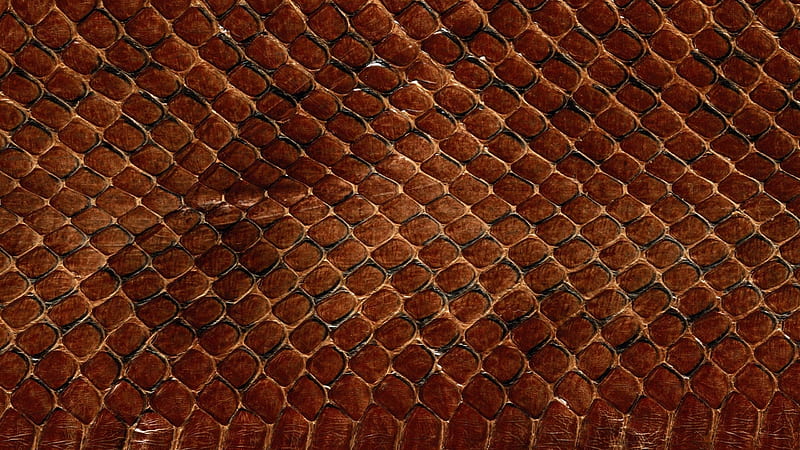 Texture, skin, leather, brown, snake, HD wallpaper