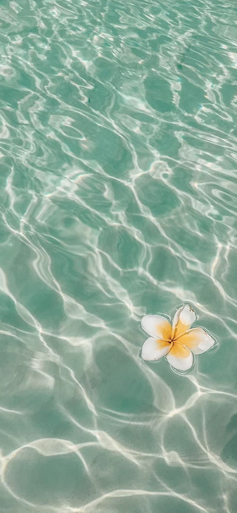 Sea flower, flower, flower, ocean, sea, seasons, tropical, HD phone  wallpaper | Peakpx
