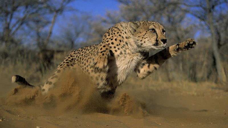Cheetah Take Off, technology, animals, people, HD wallpaper