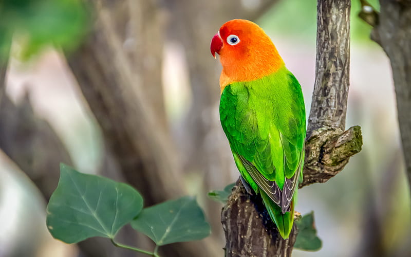 Red-green parrot, beautiful bird, green parrot, parrot on a branch,  Eclectus parrot, HD wallpaper | Peakpx